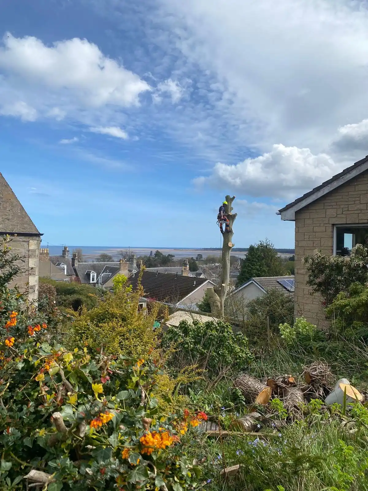 Dunfermline Tree Surgeons tree work